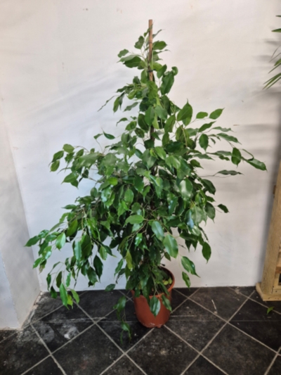 Ficus Benjamina