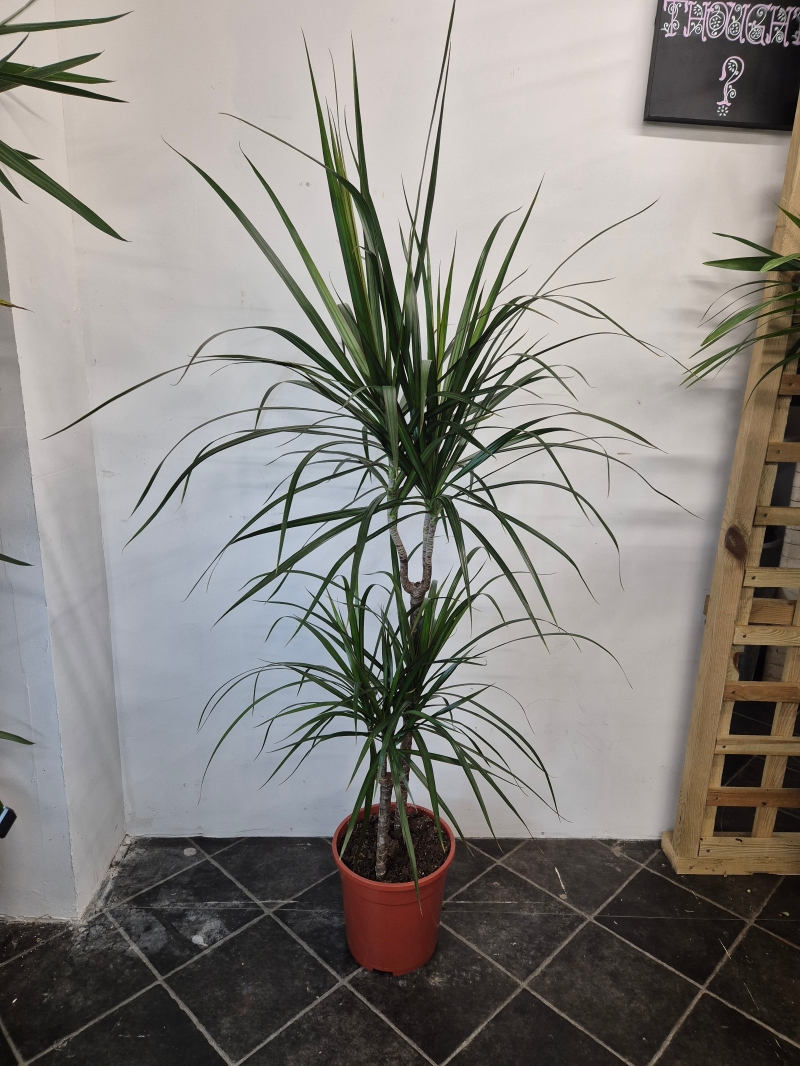 Large Dracaena