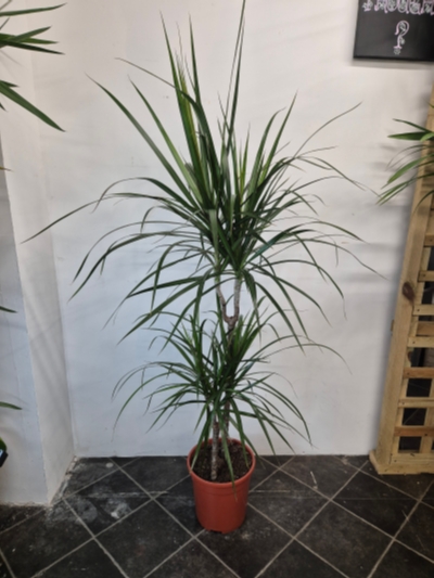 Large Dracaena