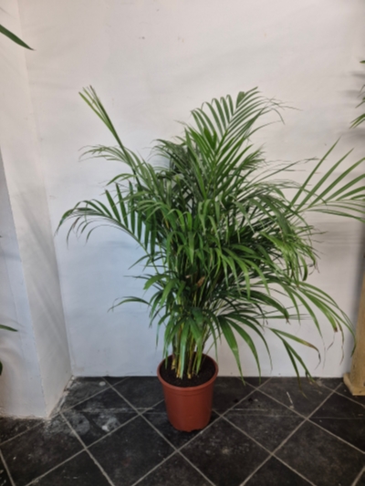 Large Palm