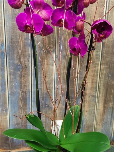 Orchid Plant