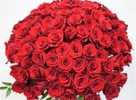 Magnificent 100 Red Roses